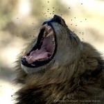 photo-lion Lion rugissement
