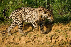 Jaguar du Pantanal