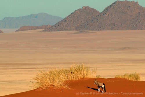 namibie_wolwedans700_10 Wolwedans
