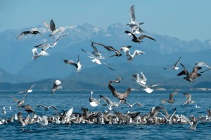 Safari baleines sur l'île de Vancouver, Colombie Britannique, Canada