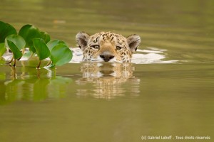 Jaguar nageant dans la rivière Pixaima Jaguar nageant dans la rivière Pixaima