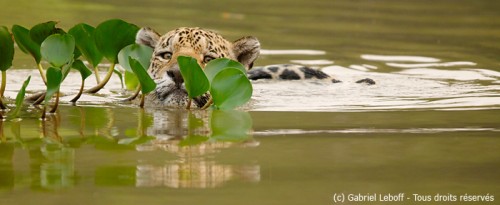 Jaguar nageant dans la rivière Pixaima