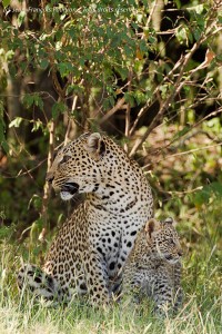 Mère Léopard et son bébé dans le Masai Mara Mère Léopard et son bébé dans le Masai Mara