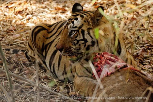 Tigre du Bengale