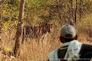 Tigre du Bengale