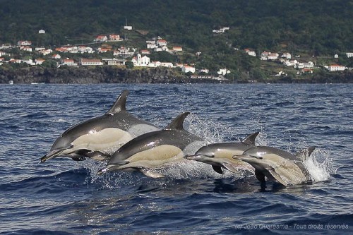 Whale watching aux Açores