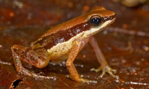 Grenouille Allobates amissibilis mesurant 1,5 cm - (c) Philippe Kok - WWF