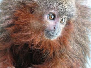 Un singe qui ronronne : Callicebus caquetensis - (c) Thomas Defler - WWF