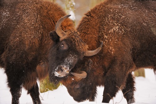 Bison d'Europe (Bison bonasus) Forêt de Bialowieza, Pologne - Copyright-Stefano-UnterthinerWild-Wonders-of-Europe.+46-8-583-518-31.staffan@wild-wonders.com_.www_.wild-wonders.com_.jpg