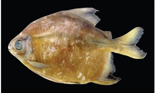 Piranha végétarien : Tometes camunani - (c) Tommaso Giarrizzo - WWF