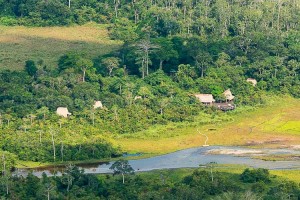 Congo : Gorilles des plaines à Odzala