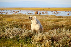 Observation des ours polaires au Nanuk Bear Lodge, Canada