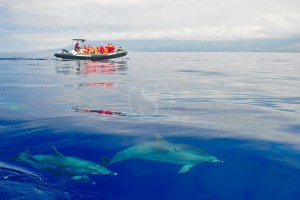 Nage avec les dauphins aux Açores