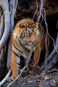 Safari Tigre en Inde © Alain Pons