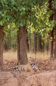 Safari Tigre en Inde © Alain Pons