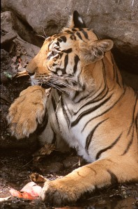 Safari Tigre en Inde © Alain Pons