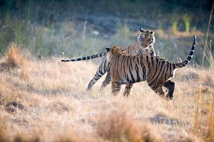 Safari Tigre en Inde © Alain Pons