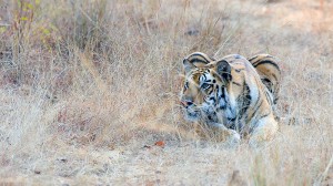 Safari Tigre en Inde © Alain Pons