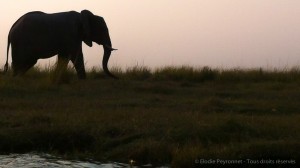 Safari au Zimbabwe