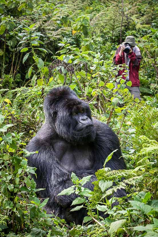Gorille des montagnes, Rwanda © Christophe Courteau