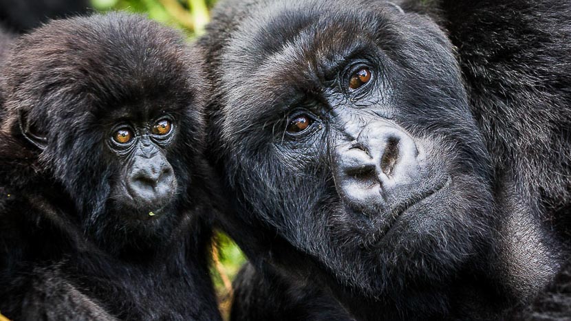 Gorille des montagnes, Rwanda © Christophe Courteau
