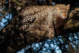 Ambiance de safari, Tanzanie © Alain Pons