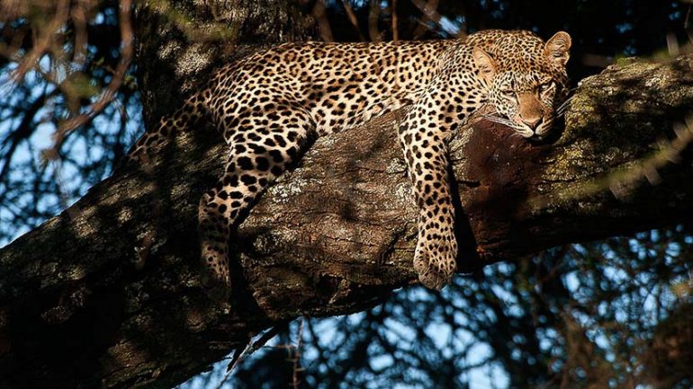 Ambiance de safari, Tanzanie © Alain Pons
