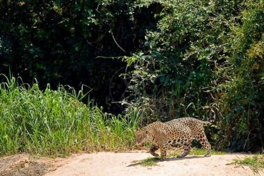 Jaguar au Pantanal, Brésil © Christophe Courteau