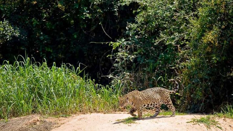 Jaguar au Pantanal, Brésil © Christophe Courteau