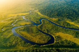Forêt Amazonienne, Brésil © Shutterstock