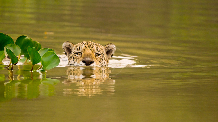 Le Pantanal, l’Éden du Brésil