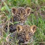 Bébés léopards dans le Masai Mara