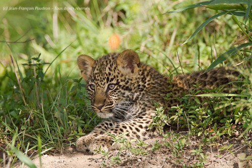 Bébé léopard dans le Masai Mara