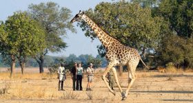 Robin Pope Safaris, Zambie