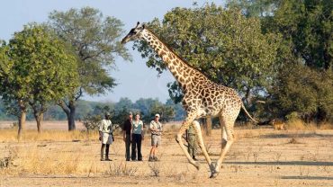 Robin Pope Safaris, Zambie