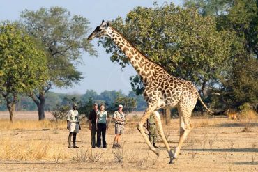 Robin Pope Safaris, Zambie