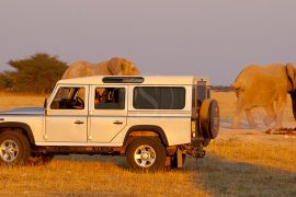 Safari en Afrique avec voiture de location
