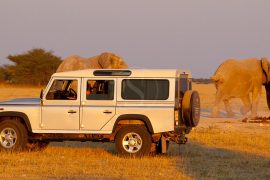 Safari en Afrique avec voiture de location