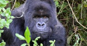 Safari au Rwanda © Julien M.