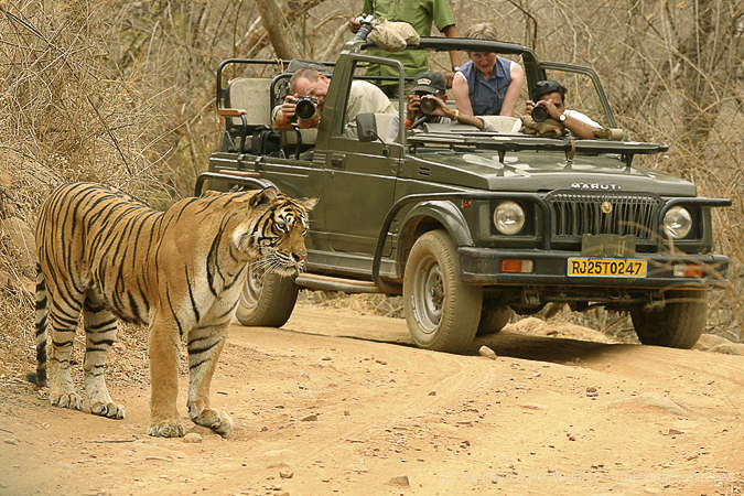 Photographier le tigre du Bengale