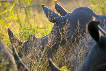 Rhinocéros dans le parc Kruger, Afrique du sud