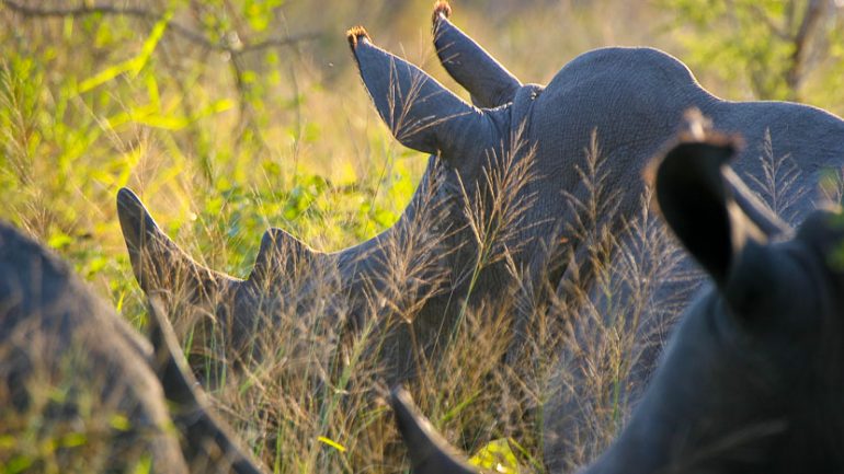 Rhinocéros dans le parc Kruger, Afrique du sud