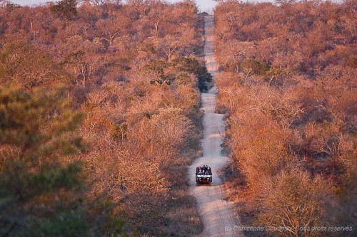 Game drive dans la réserve de Sabi Sand