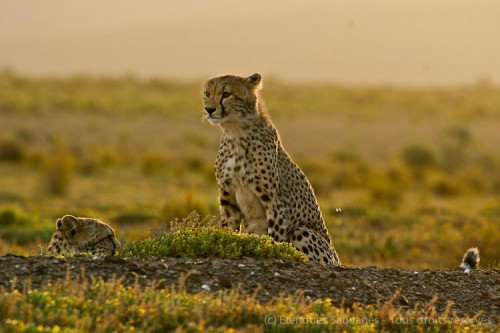 Guépards dans la réserve de Sanbona, Afrique du sud