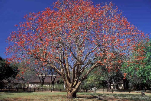 Lower Sabie Rest Camp, Parc Kruger