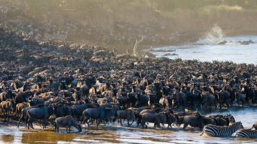 Migration dans le Masai Mara, Kenya © Shutterstock