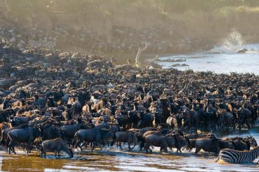 Migration dans le Masai Mara, Kenya © Shutterstock