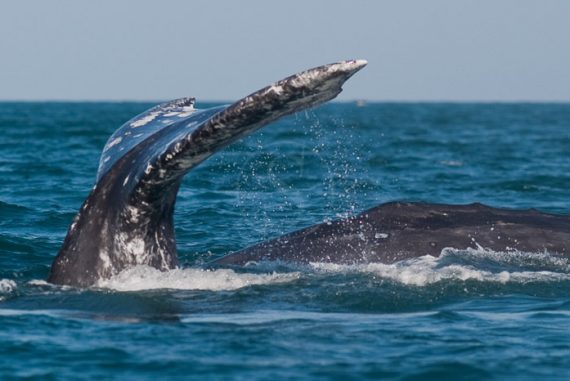 Basse Californie, Mexique © Laurent Guillot