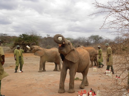 Shukuru au David Sheldrick Trust