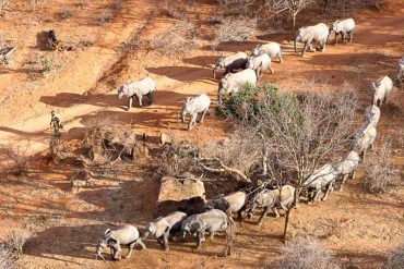 orphelinat des éléphants Daphne Sheldrieck Tsavo